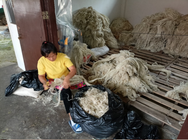 Pineapple Fiber Project has exceeded the Php 10M- mark gross sales in Pineapple Fiber Production