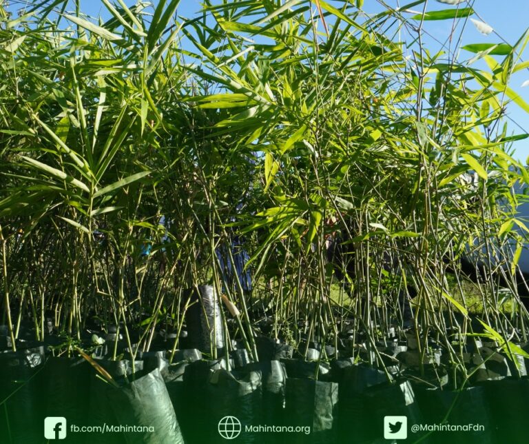2,000 Bamboo Seedlings Planted in Barangay Lapu