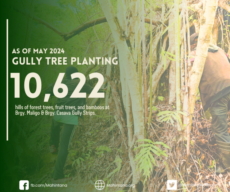 Gully Tree Planting